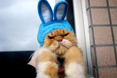 bunny Cat