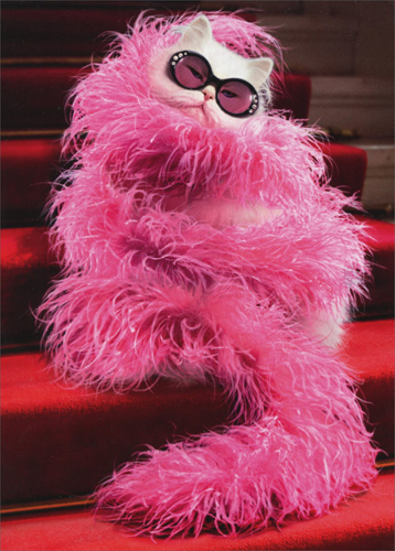 Cat Boa